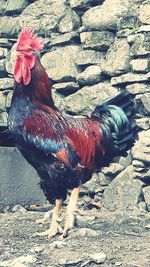 View of a bird on land