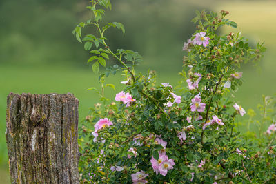 Close-up of pink flowers on wooden post