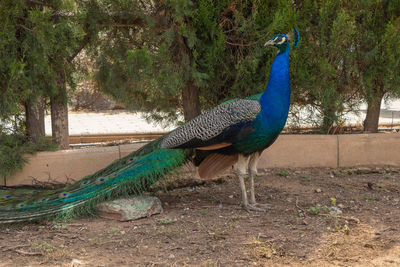 peacock