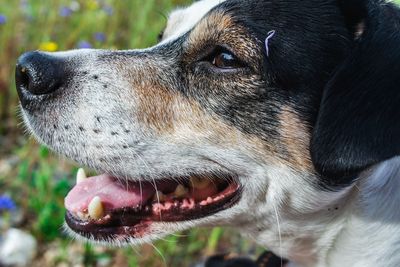 Close-up of dog looking away