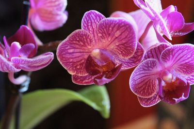 Close-up of pink orchids