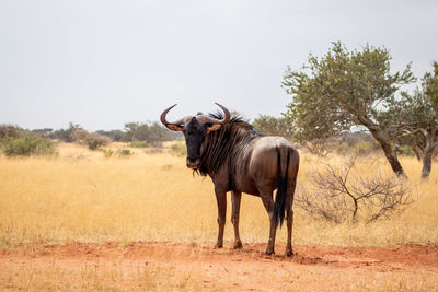 Blou wildebeest a.k.a. common wildebeest