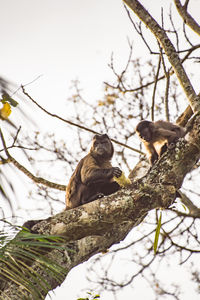 Low angle view of monkey sitting on tree