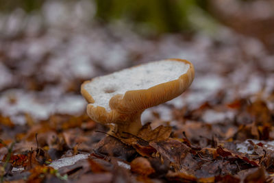 Close-up of mushroom growing on field