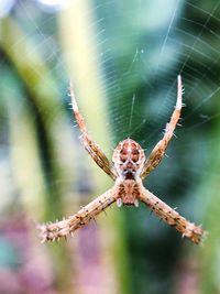 Close-up of spider on web