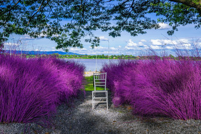 Purple flowering plants on field against sky