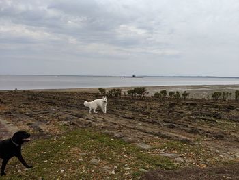 View of a dog on beach