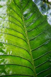 Close-up of wet leaves