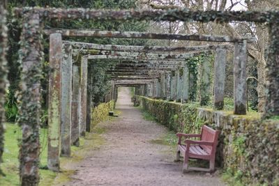 Empty footpath amidst trees