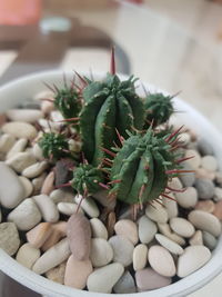 High angle view of succulent plant