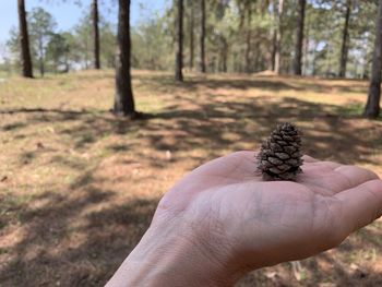 Close-up of hand holding pine cone