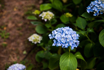 Close-up of hydrangea blooming outdoors