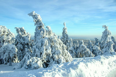 Landscape with snow covered  pinetrees 