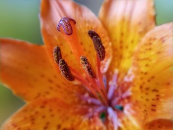 Close-up of orange lily blooming outdoors