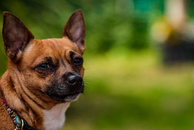 Close-up portrait of dog
