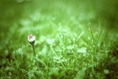 Close-up of plant growing on field