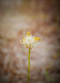 Close-up of flowering plant