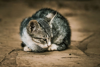 Close-up of cat