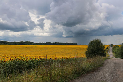 Scenic view of field against cloudy sky