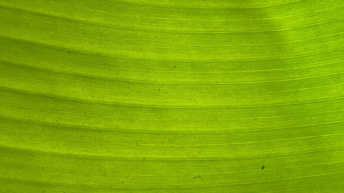 Detail shot of green leaf