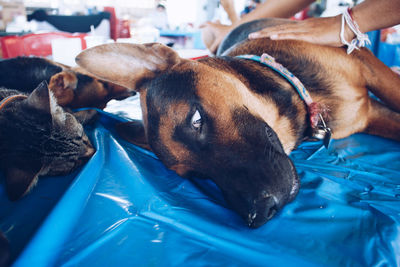 Close-up of dog sleeping