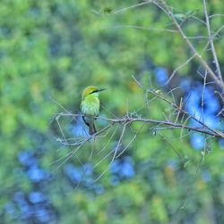 Close-up of bird perching on tree