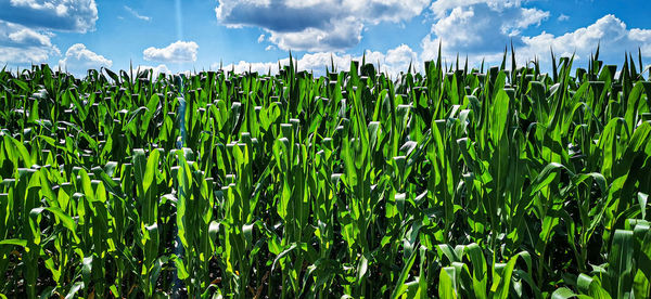 Crops growing on field against sky