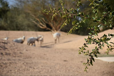 View of birds on land