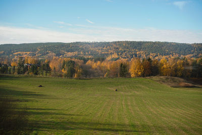 Scenic view of trees on field against sky