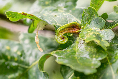 Close-up of wet plant