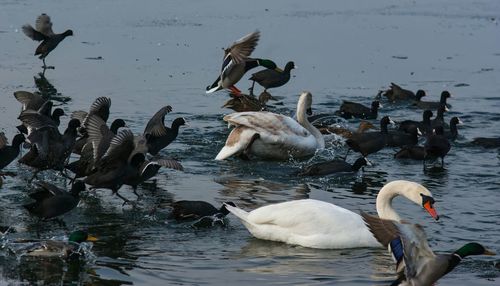 Swans swimming in lake against sky