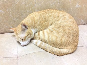 High angle view of cat sleeping on tiled floor