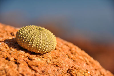 Close-up of sea urchin on rock