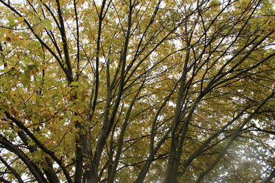 Low angle view of trees in forest against sky