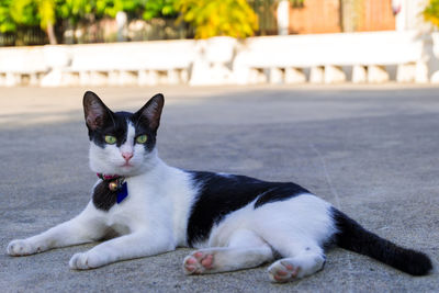 Portrait of cat lying on footpath