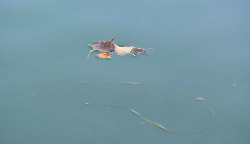 Close-up of jellyfish swimming in water