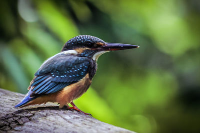 Close-up of bird perching