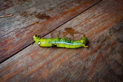 High angle view of dead caterpillar on table