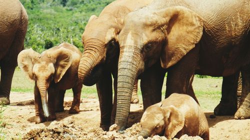 Elephants standing on field