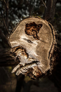 Close-up of tree stump