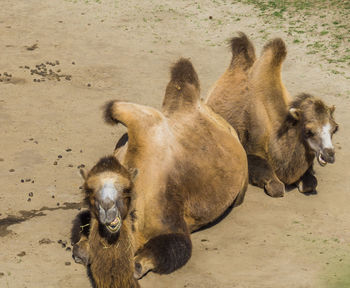 High angle view of horses on sand