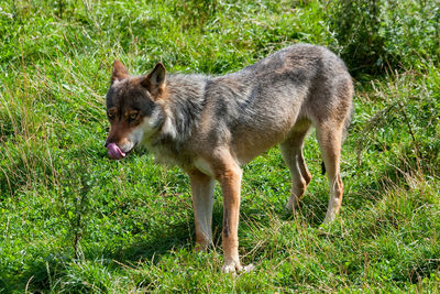 Dog in a grass