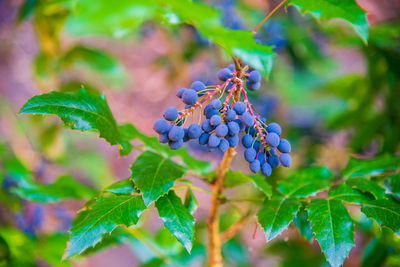 Close-up of purple flowering plant