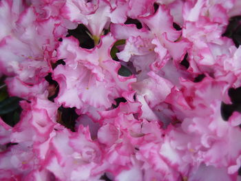 Full frame shot of pink cherry blossom