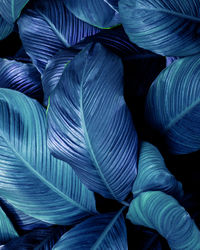 Closeup nature view of tropical leaves background, dark nature concept