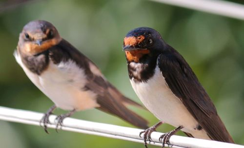 Close-up of bird perching outdoors