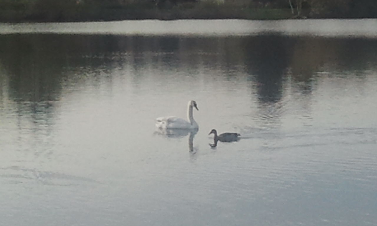 water, waterfront, lake, reflection, animal themes, swimming, nature, rippled, river, duck, tranquility, day, outdoors, high angle view, dog, transportation, nautical vessel, two animals, swan, togetherness