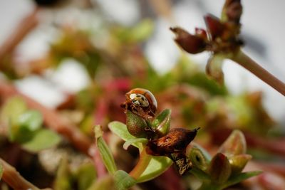 Close-up of honey bee on plant
