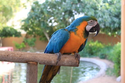 Close-up of blue-and-yellow macaw perching on wood at al ain zoo