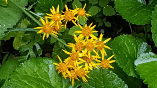 Close-up of yellow flowers blooming outdoors